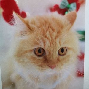 Meet your Posher, Jayleen